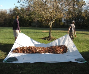 LAWN BAGG Tarp (34453 bytes)
